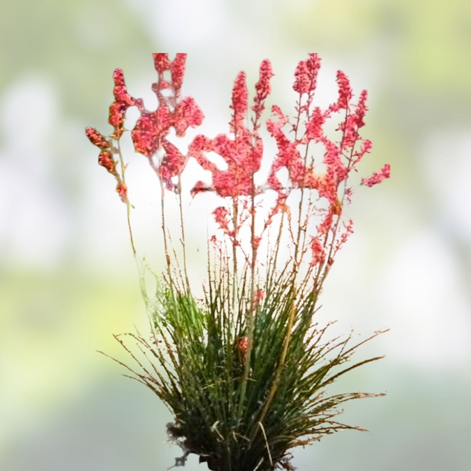 Red Yucca Seeds Hesperaloe parviflora Live Plant Cutting Butterfly Hummingbird Attracting Starter Plant