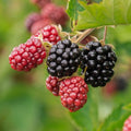 Blackberry Cuttings Rubus fruticosus Organic Non-GMO 8-inch Live Plant Starter Cutting for Gardening
