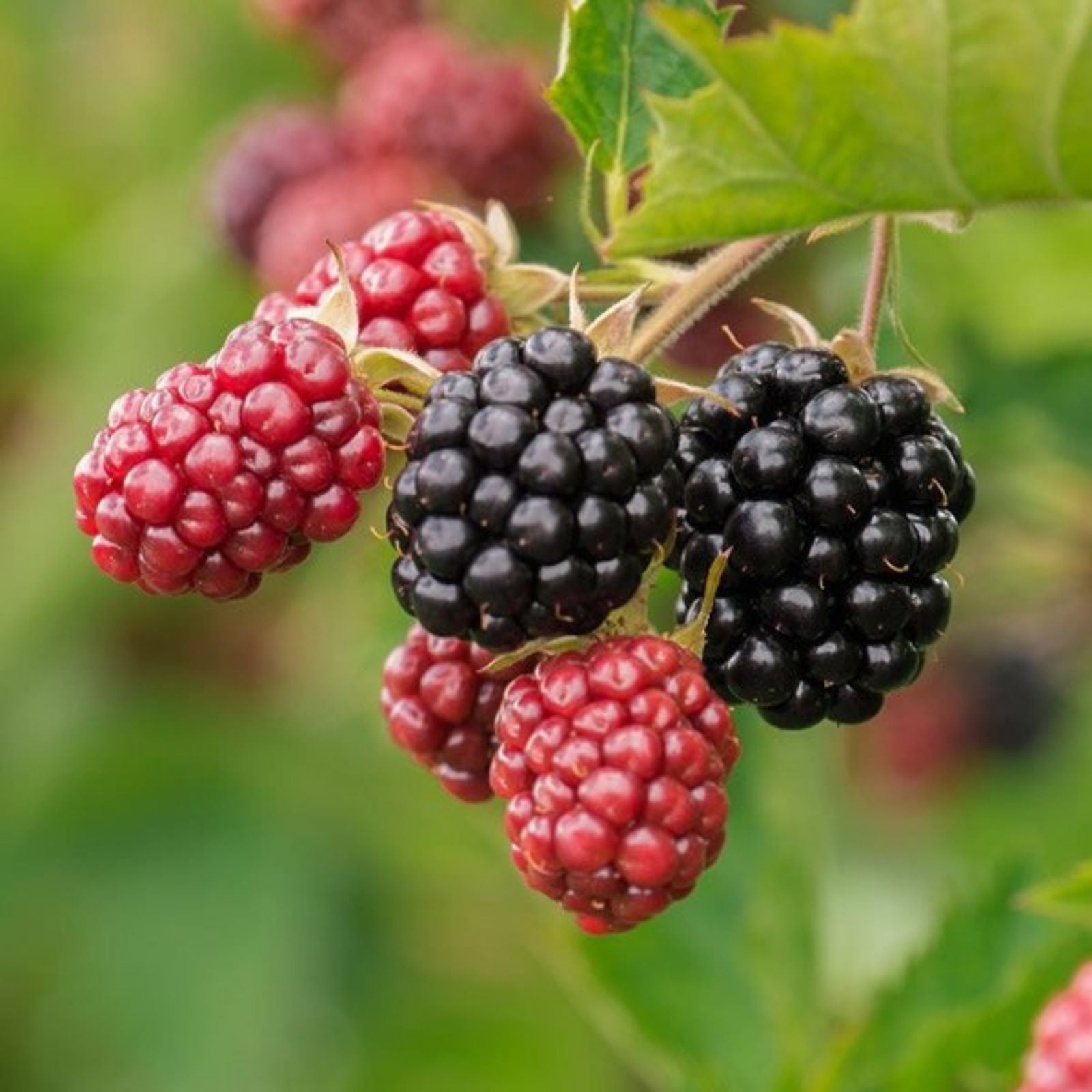 Blackberry Cuttings Rubus fruticosus Organic Non-GMO 8-inch Live Plant Starter Cutting for Gardening