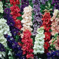 Giant Imperial Delphinium Seeds 1000+ | Delphinium elatum | Perennial Garden Flower Seeds | Tall Cut Flower Starter Plant