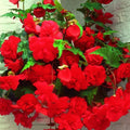 Begonia Seeds 1000 Count Glory Hot Tip Rose Tuberhybrida Live Plant Starter Garden Seeds