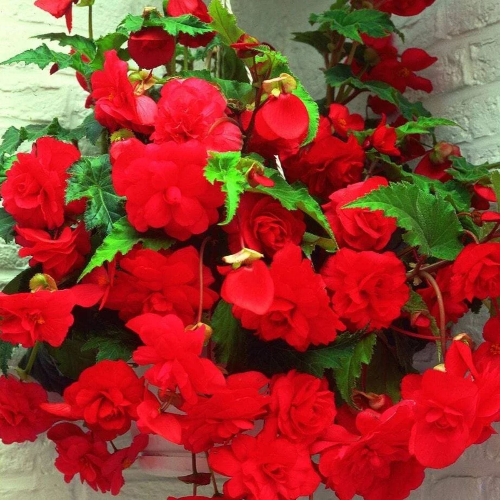 Begonia Seeds 1000 Count Glory Hot Tip Rose Tuberhybrida Live Plant Starter Garden Seeds