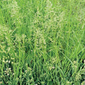 Creeping Red Fescue Seeds 1,000 Count – Festuca rubra for Lawn, Erosion Control, Shade Areas, Ground Cover