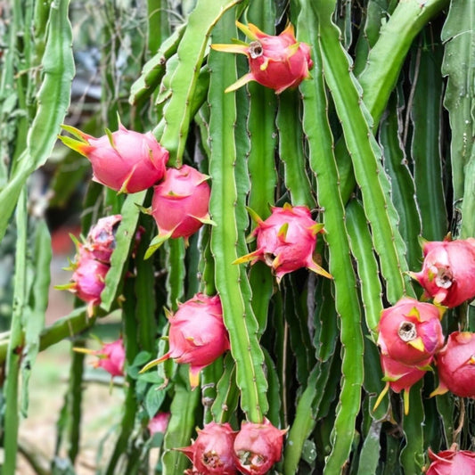 Night Blooming Cactus Cutting 24 Inches Long, Edible Fruit, Hylocereus undatus, Succulent Plant, Easy to Grow, Freshly Cut