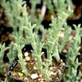 Ruschia Uncinata Doringvygie Succulent Live Plant 2 Inch, Ground Cover, Garden Decor, Hardy, Houseplant, Starter Plant