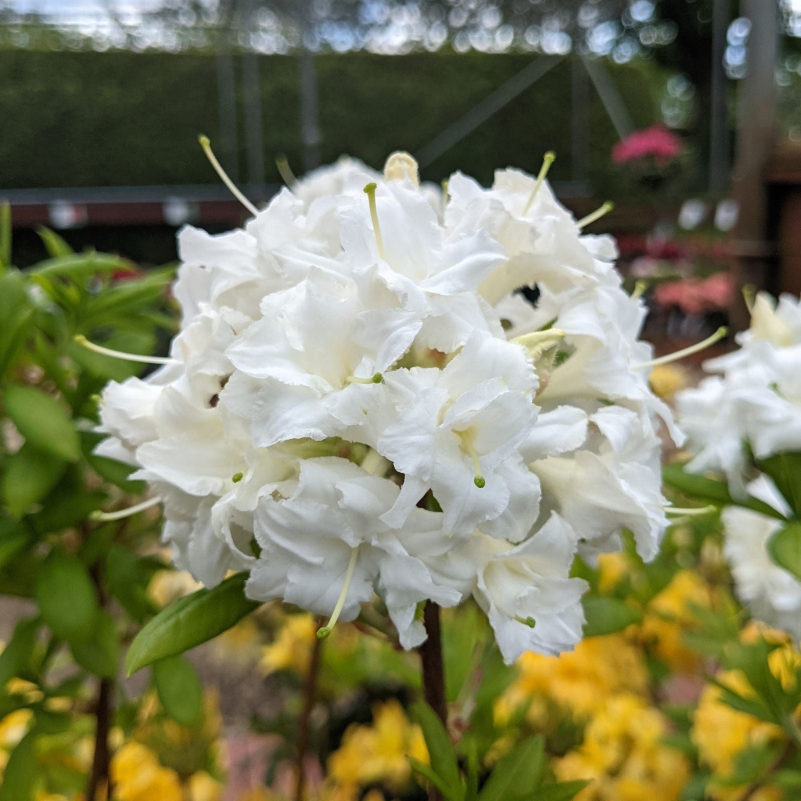 Small Azalea Starter Plant Snow Varietal Rhododendron Deciduous Garden Flowering Shrub