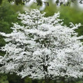Cherokee Princess Dogwood Tree Live Plant Cornus florida White Flowering Bare Root Starter Tree 18+ Inch