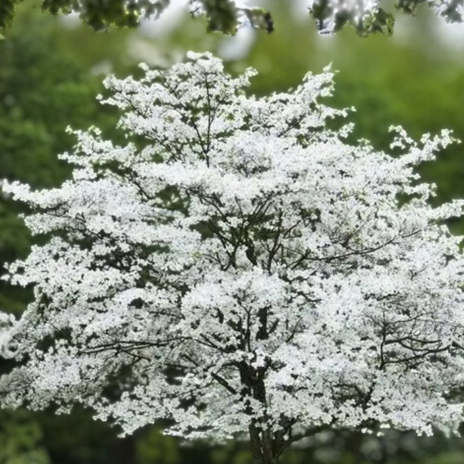 Cherokee Princess Dogwood Tree Live Plant Cornus florida White Flowering Bare Root Starter Tree 18+ Inch
