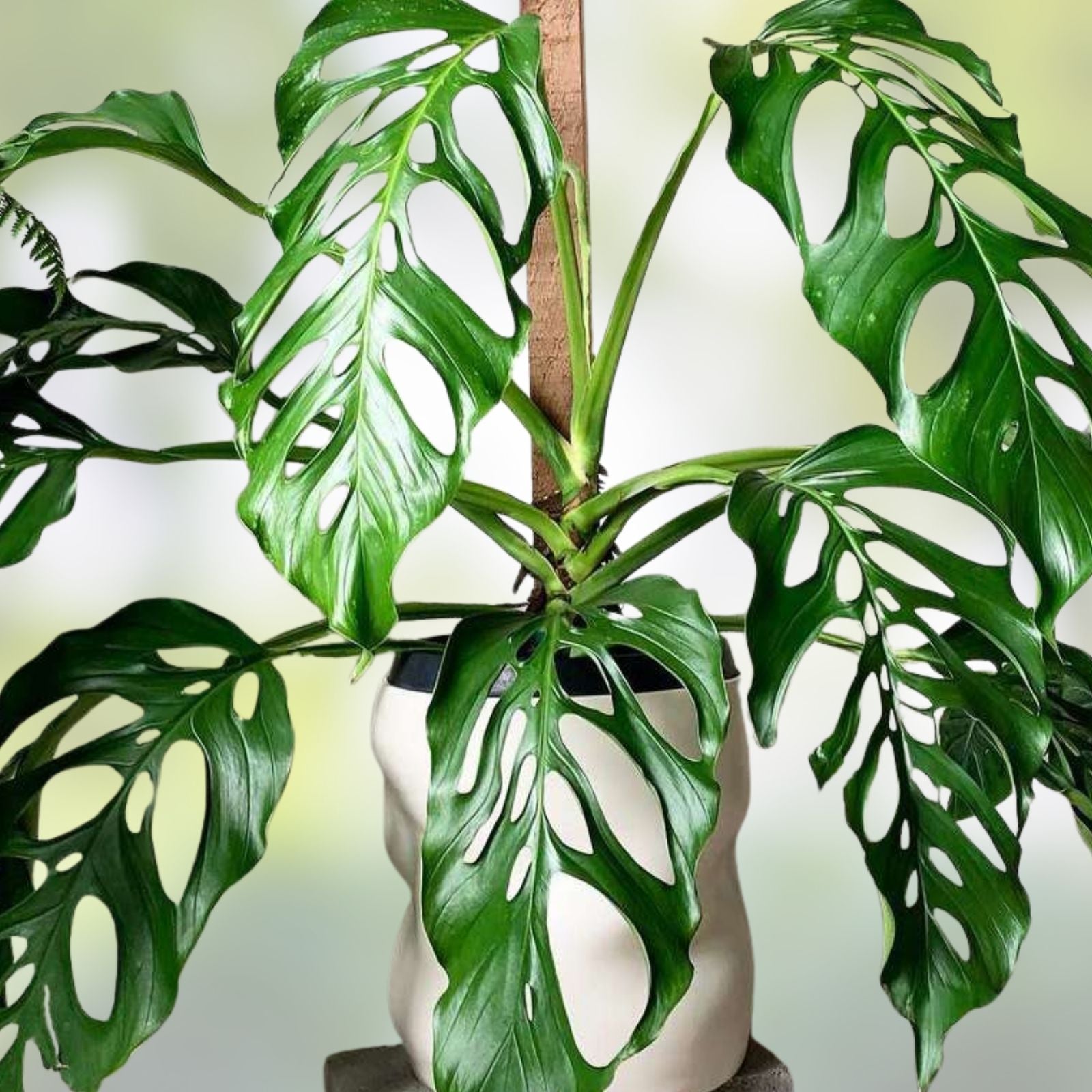 Monstera Acacoyaguensis Cutting - Rare Tropical Aroid in 2.5 Inch Pot - Rooted Indoor Houseplant with Unique Green Foliage