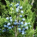 Eastern Red Cedar Hedge Seeds Juniperus virginiana Live Plant Starter Bare Root for Landscaping Privacy Screening 50+