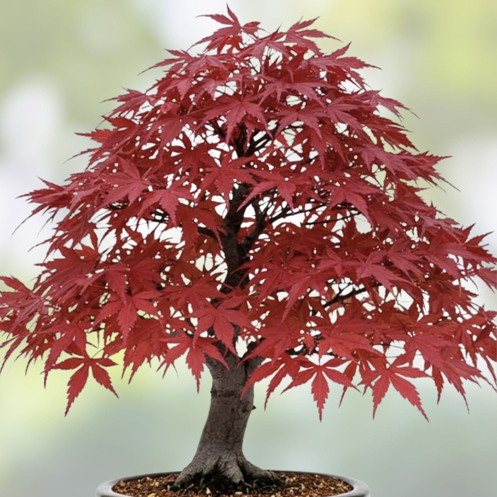 Red Japanese Maple Bonsai Seeds 20 Pack, Acer palmatum Dwarf Tree for Indoor Outdoor Garden Cultivation