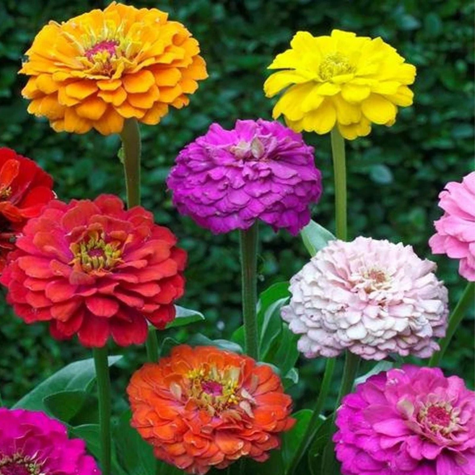 Zinnia elegans Seeds Pumila Pompon Mix 200+ Flower Seeds for Garden Pollinator Bright Colors Live Plant Cutting