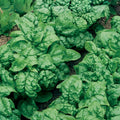 Swiss Chard Seeds Ruby Red Heirloom Non-GMO Beta vulgaris vegetable garden starter plant