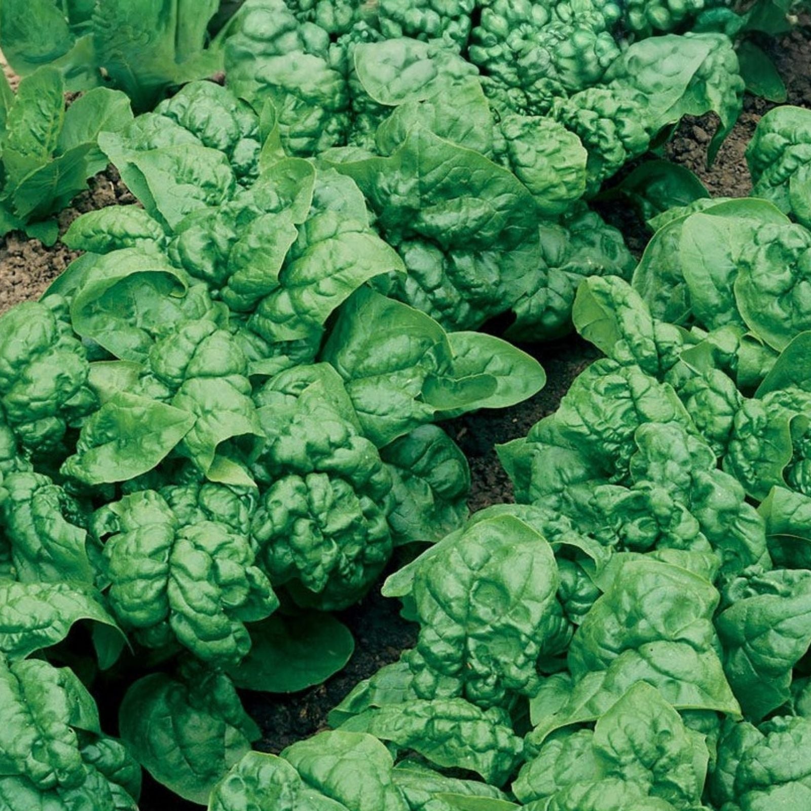 Swiss Chard Seeds Ruby Red Heirloom Non-GMO Beta vulgaris vegetable garden starter plant