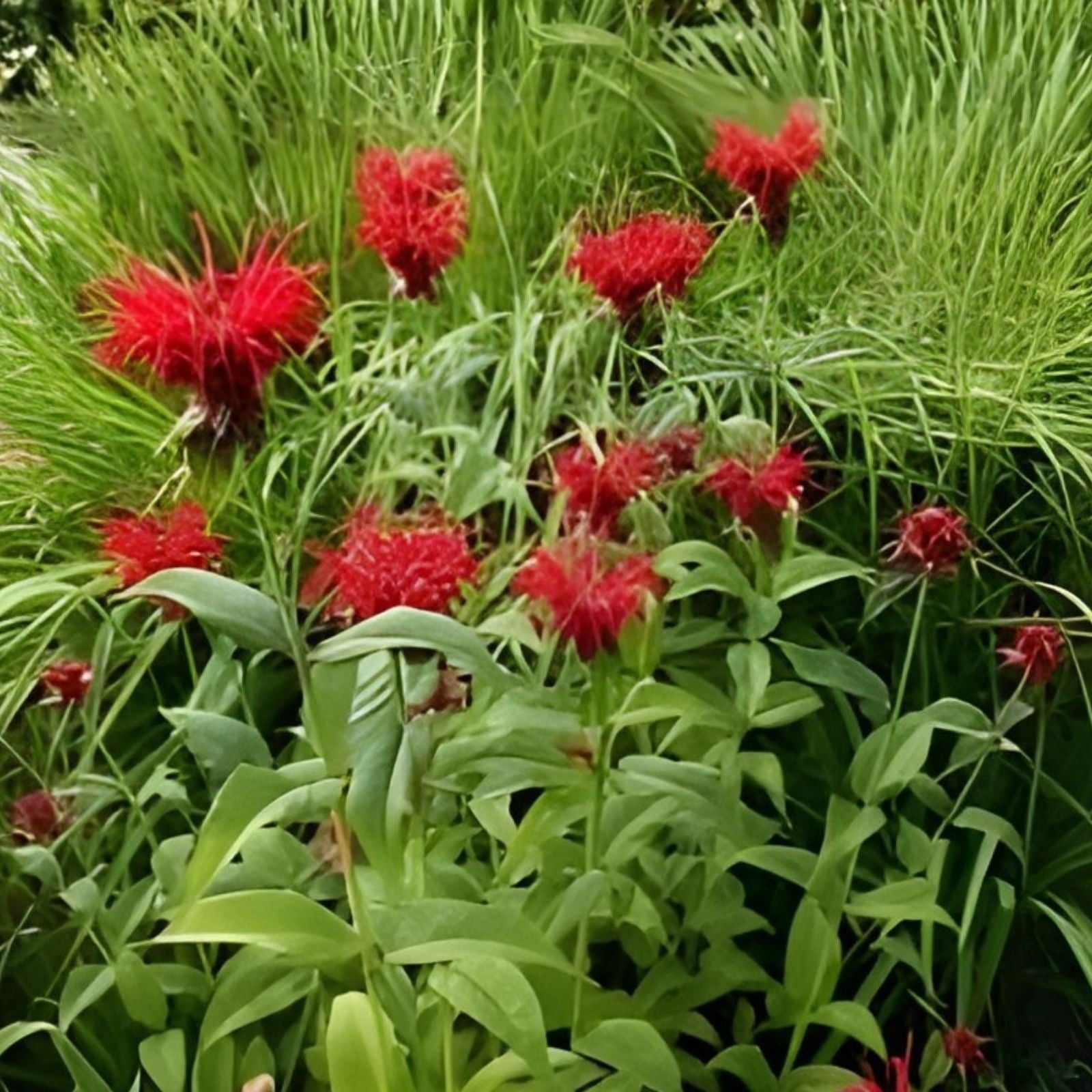 Bee Balm Jacob Cline Monarda didyma Live Perennial Starter Plant Herb Bee Attractant Garden Plant