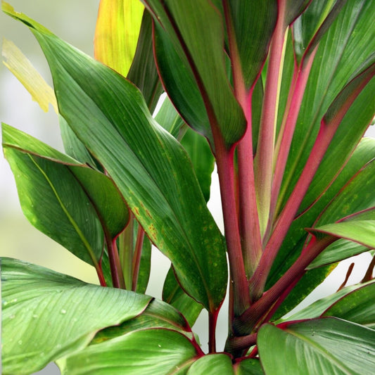 Hawaiian Ti Leaf Cuttings Cordyline fruticosa Hybrid Green Pink Red Live Plant Starter Bare Root 6-inch