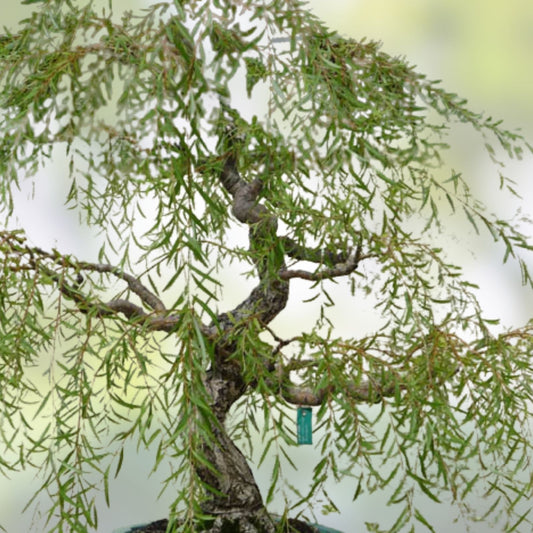 Live Dwarf Australian Weeping Willow Bonsai Tree - Indoor/Outdoor Salix babylonica 'Crispa' - Fast Growing Plant