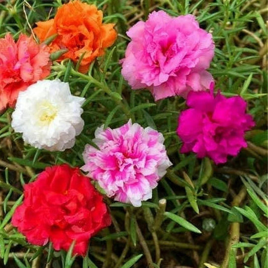 Moss Rose Seeds Portulaca Grandiflora Colorful Flower Seeds for Garden and Bonsai Planting, Fast Shipping