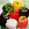 Jacob's Cattle Bean Seeds - 20 High Yielding Phaseolus vulgaris for Cooking and Gardening - Easy to Grow Bean Seeds