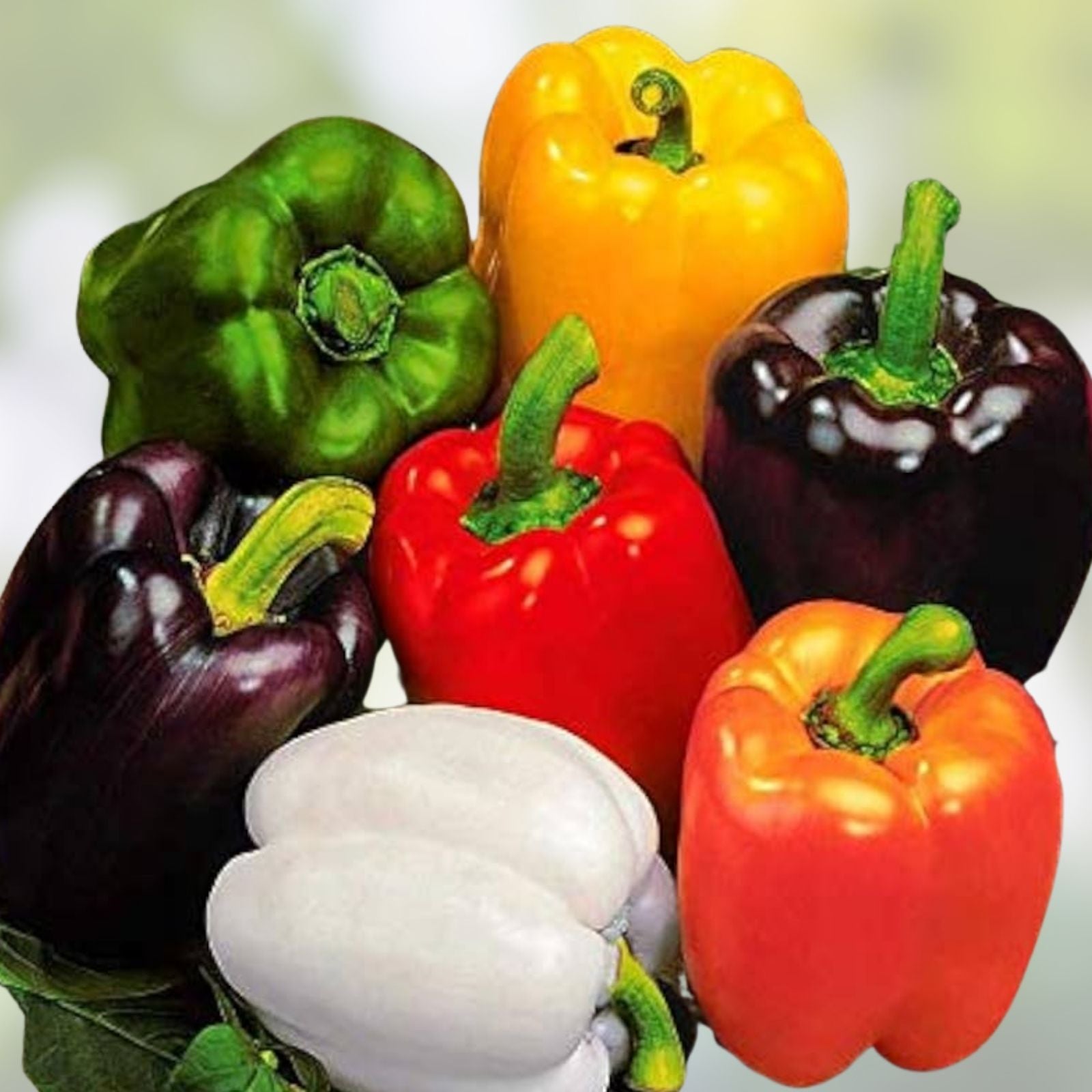 Jacob's Cattle Bean Seeds - 20 High Yielding Phaseolus vulgaris for Cooking and Gardening - Easy to Grow Bean Seeds