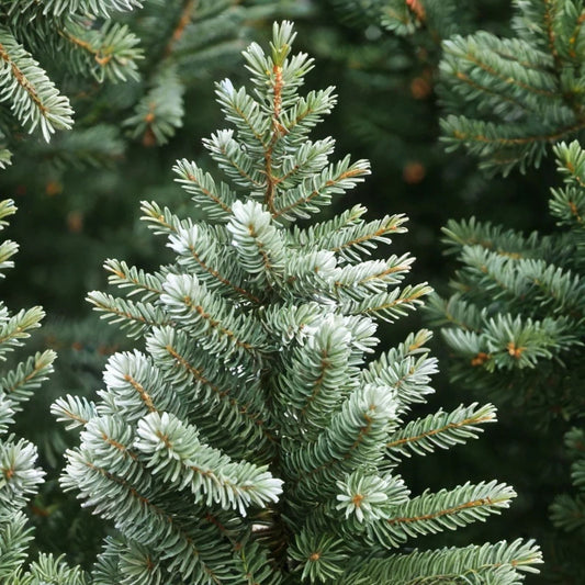 Jupiter's Acorn Tree Seeds - 2 Dwarf Walnut Seeds for Planting - Juglans regia - Edible Nut Tree, Ornamental, Fast-Growing