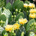 Prickly Pear Cactus 10 Pads Opuntia Succulent Plant Yellow Flowers Winter Hardy Houseplant Cutting