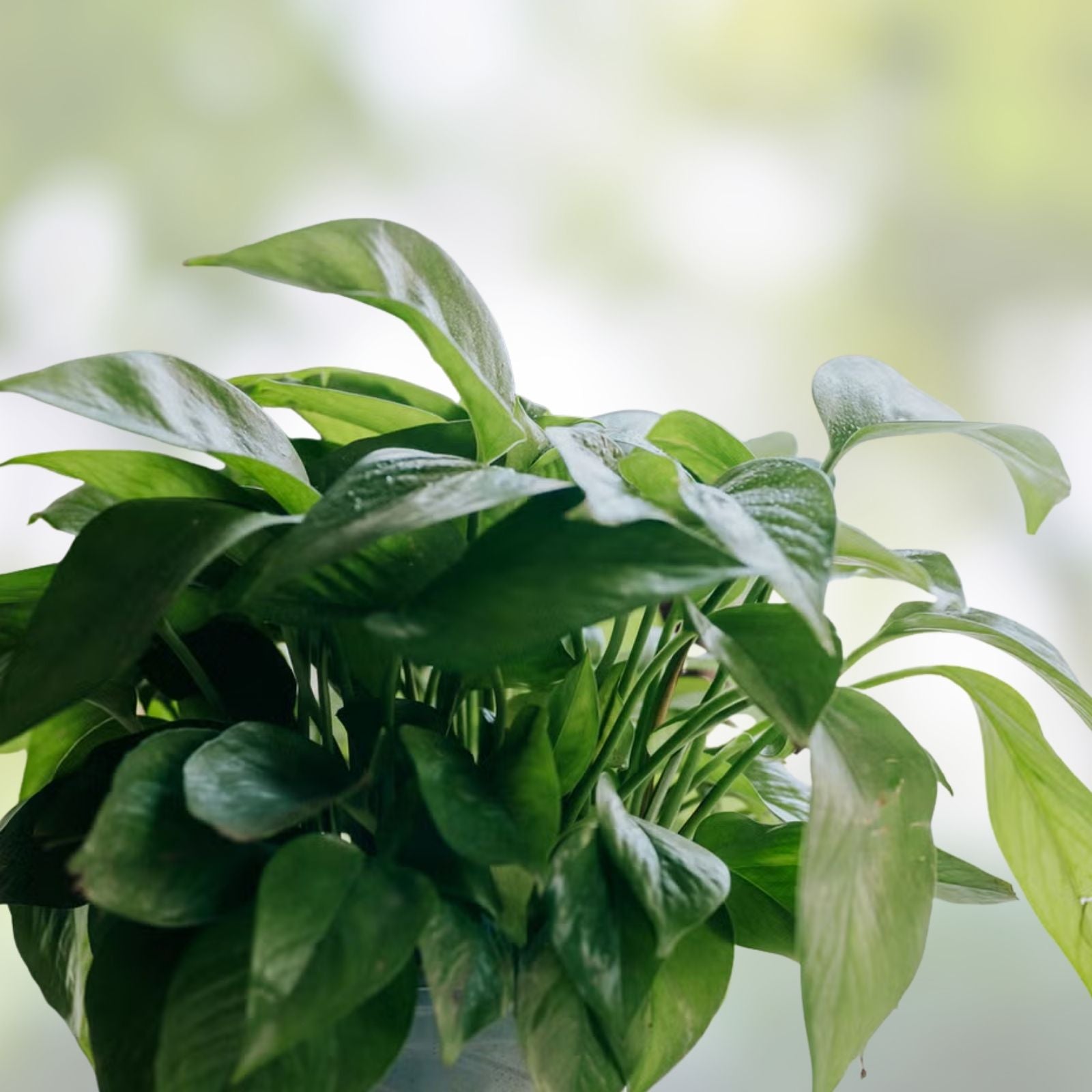 20 Pothos Cuttings Epipremnum aureum Indoor Houseplant Live Plant Easy Care for Home Office