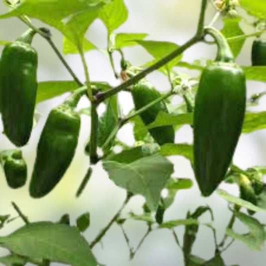 Jalapeno Pepper Live Starter Plants Set of 2, Capsicum annuum, 4-6 inches, fresh unpotted, vegetable garden, cooking, spicy peppers