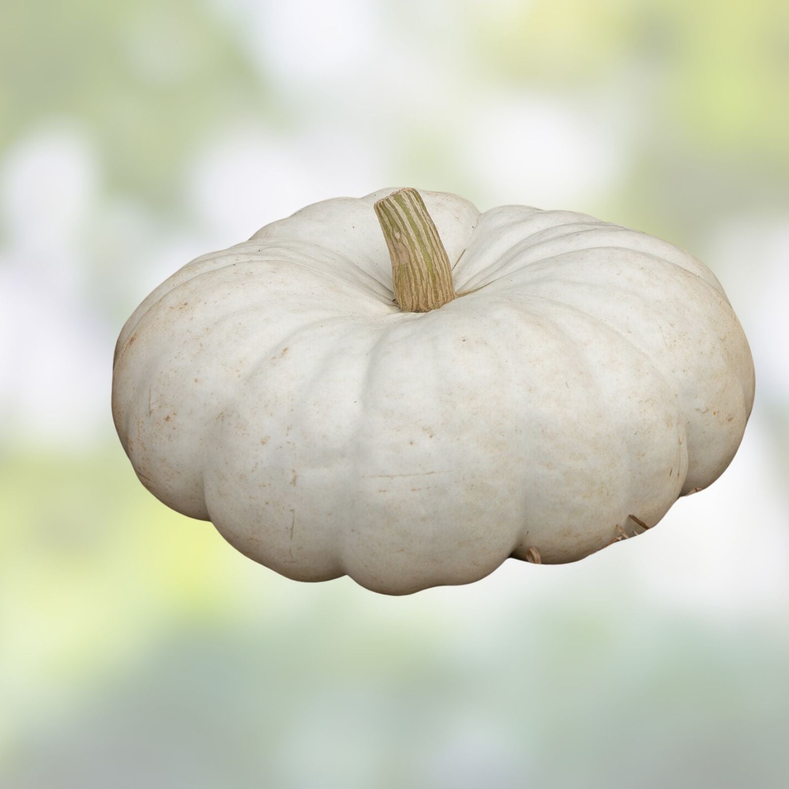 White Flat Stacker Pumpkin Seeds 10 Pack, Organic Cucurbita pepo Heirloom Variety for Planting, Fast Growing