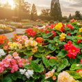 Carnation Flower Seeds La France Pink 100 Seeds | Easy to Grow Dianthus caryophyllus Garden Plant