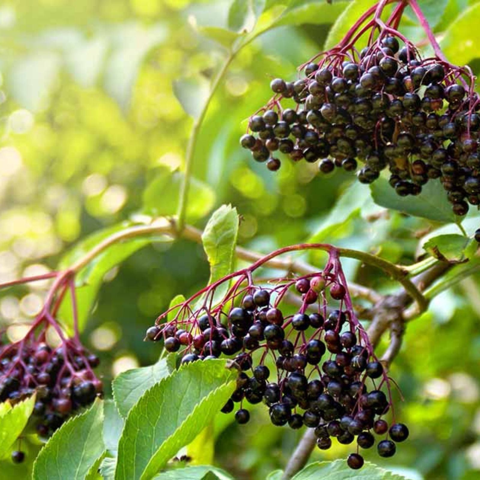 Elderberry Cuttings Set of 10 Unrooted Sambucus nigra Organic Elderberry Live Plant Propagation