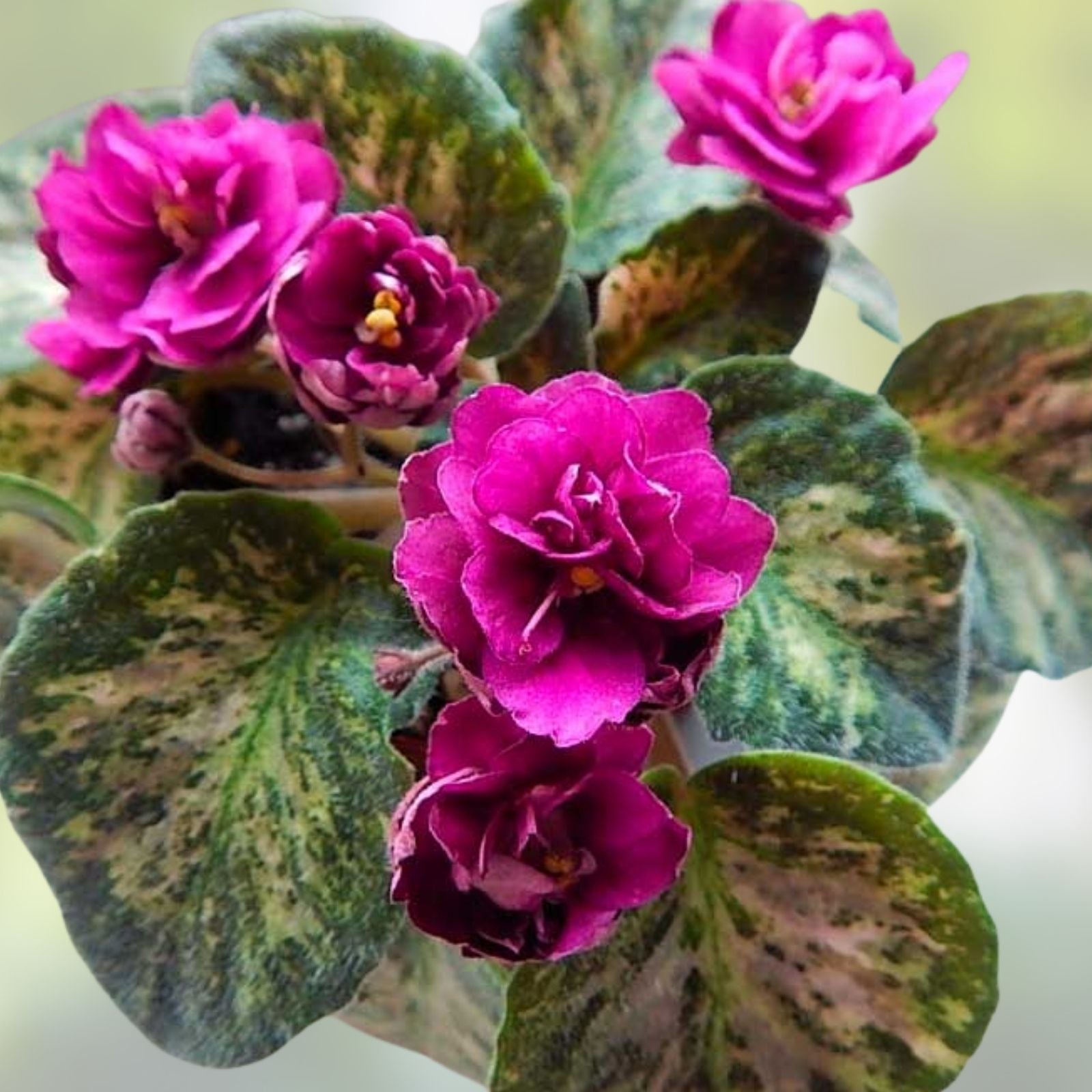 African Violet Unrooted Leaves | Witch Doctor Variety | Saintpaulia Houseplant Cuttings | Fast Growing Fresh Plantlets