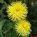 Yellow Double Spiky Cactus Dahlia Bulb Tuber – Live Flowering Plant for Garden, Container, Flower Bed
