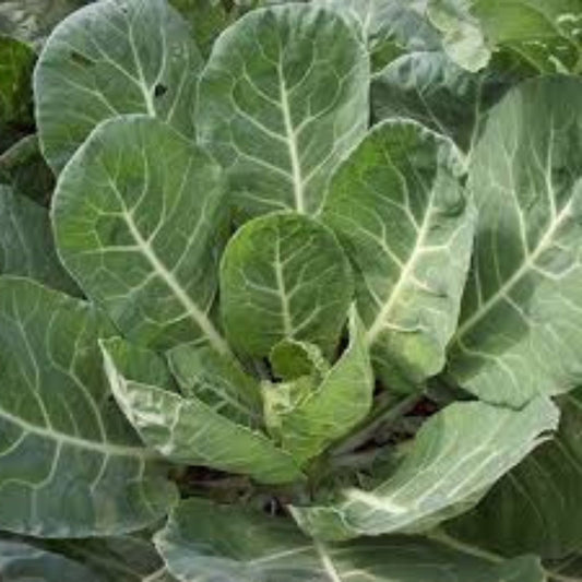 Heirloom Collard Green Seeds Champion Variety Non-GMO 50+ Nutrient-Rich Vegetable Seeds for Gardening