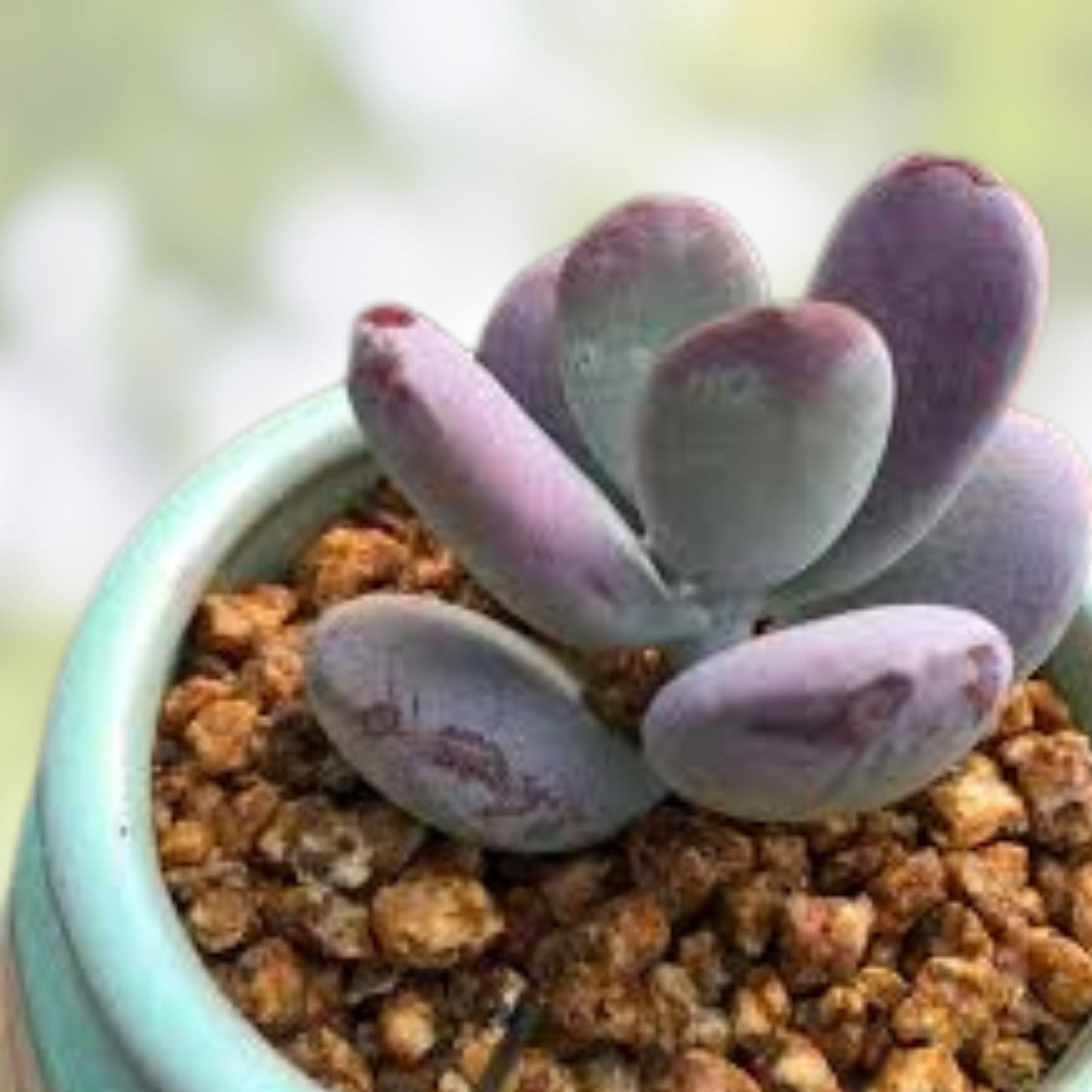 Cotyledon Orbiculata Ping Pong Succulent Plant 2 Inch | Live Indoor Houseplant, Decorative Garden, Starter Plant, Succulent Cactus