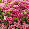 Cali Pink Azalea Seeds, Rhododendron macrophyllum, 50+ Live Plant Seeds for Shrubs, Bushes, Garden, Landscaping