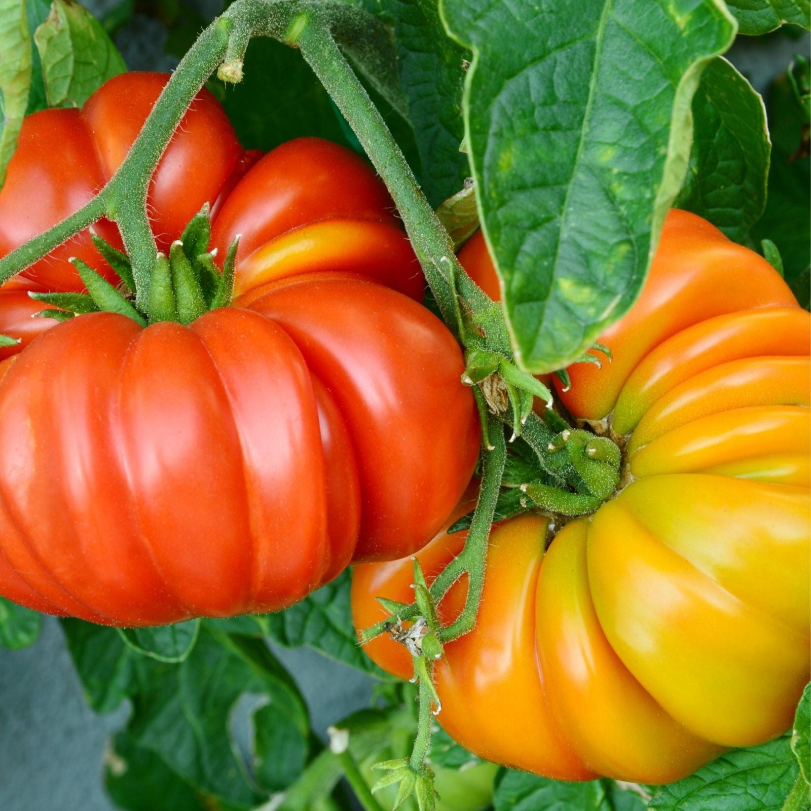 Beefsteak Tomato Live Starter Plants Set of 2 – Heirloom Red Juicy Lycopersicum Indeterminate 4+ Inches