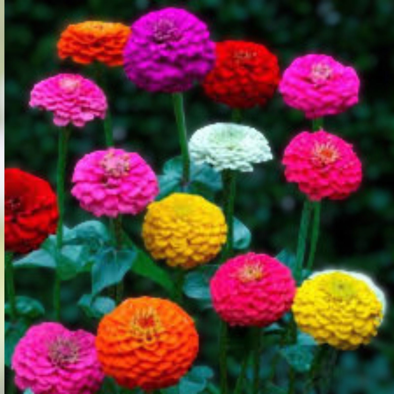 Lilliput Zinnia Mix Seeds Organic Flower Seeds for Garden Zinnia elegans Colorful Live Plant Cutting Bare Root Starter Plant