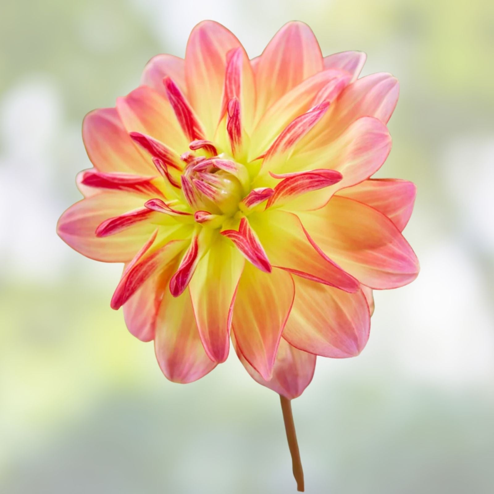 Pink and yellow variegated dahlia plant bulb live tuber, full sun, deer resistant, cut flower, Pacific Ocean variety