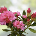 Rhododendron Yaku Prince Starter Plant Well Rooted Dormant Live Shrub Garden Plant
