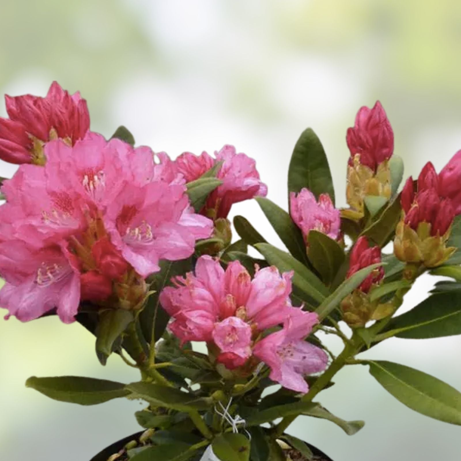 Rhododendron Yaku Prince Starter Plant Well Rooted Dormant Live Shrub Garden Plant
