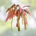 Rhipsalis ramulosa Red Cuttings, Pseudorhipsalis Mistletoe Cactus, Live Plant Clippings, Houseplant, Succulent, Starter Plant