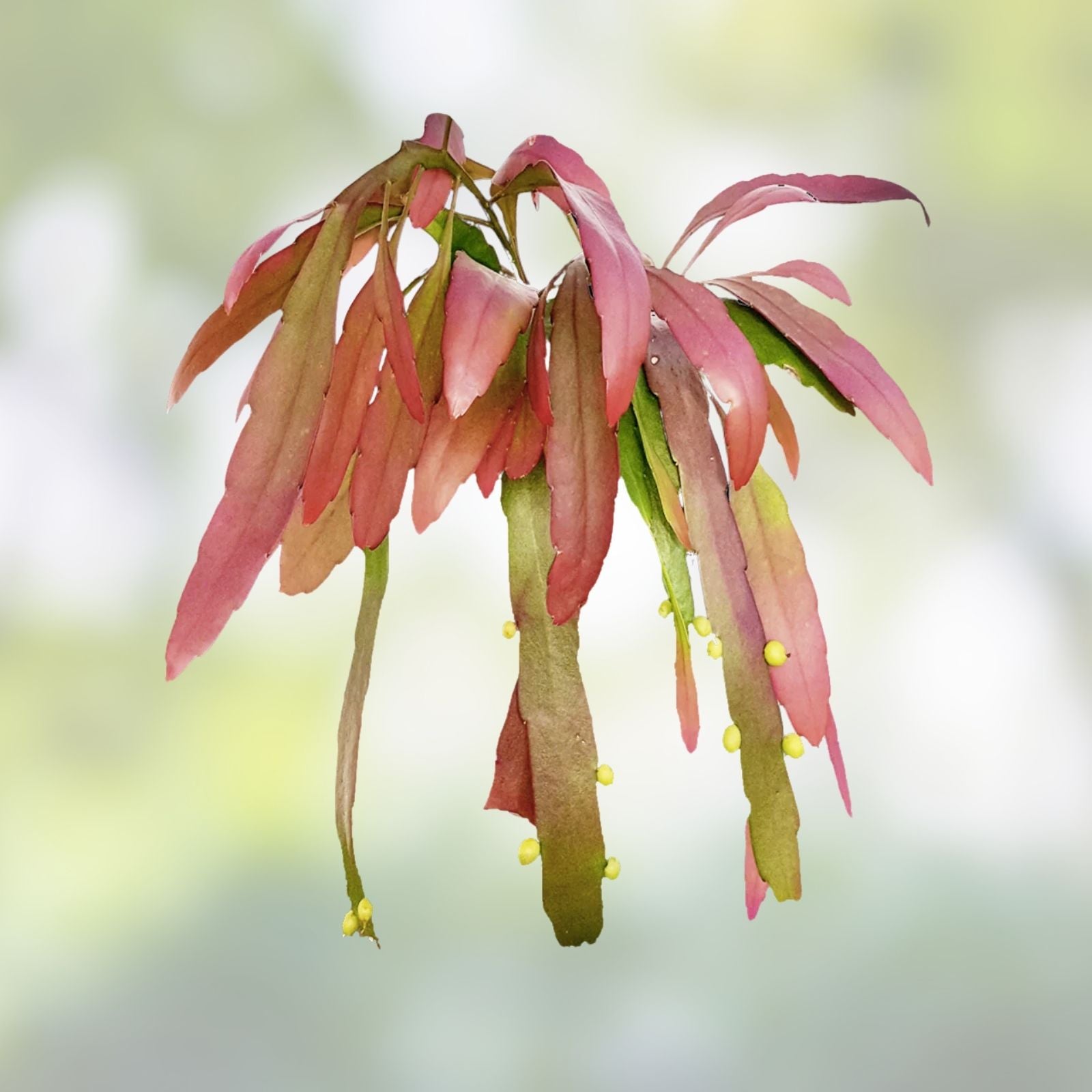 Rhipsalis ramulosa Red Cuttings, Pseudorhipsalis Mistletoe Cactus, Live Plant Clippings, Houseplant, Succulent, Starter Plant