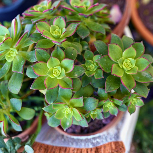 Live Aeonium Succulent Cuttings - Varied Colors, Easy Care Indoor Garden Plants, Houseplants, Starter Plants