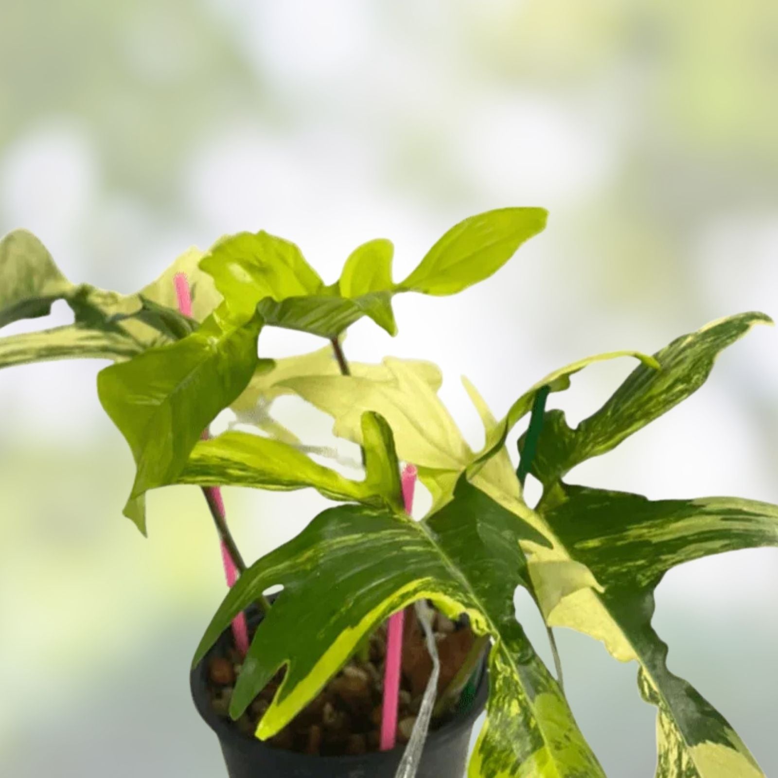 Variegated Florida Beauty Philodendron bipinnatifidum Starter Plug Live Houseplant Cutting