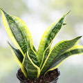 Sansevieria Trifasciata Variegata Lancia Cuttings – Rare Snake Plant Indoor Houseplant – Live Starter Plant