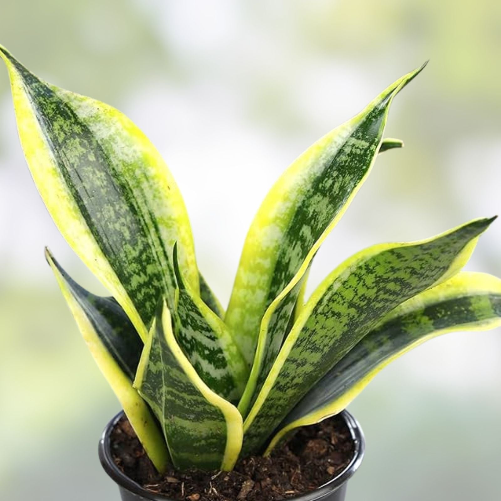Sansevieria Trifasciata Variegata Lancia Cuttings – Rare Snake Plant Indoor Houseplant – Live Starter Plant