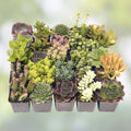 Assorted Succulent Cuttings 18 Pack with 2 Drainage Cans Live Plants Drought Tolerant Easy Care Garden Decor