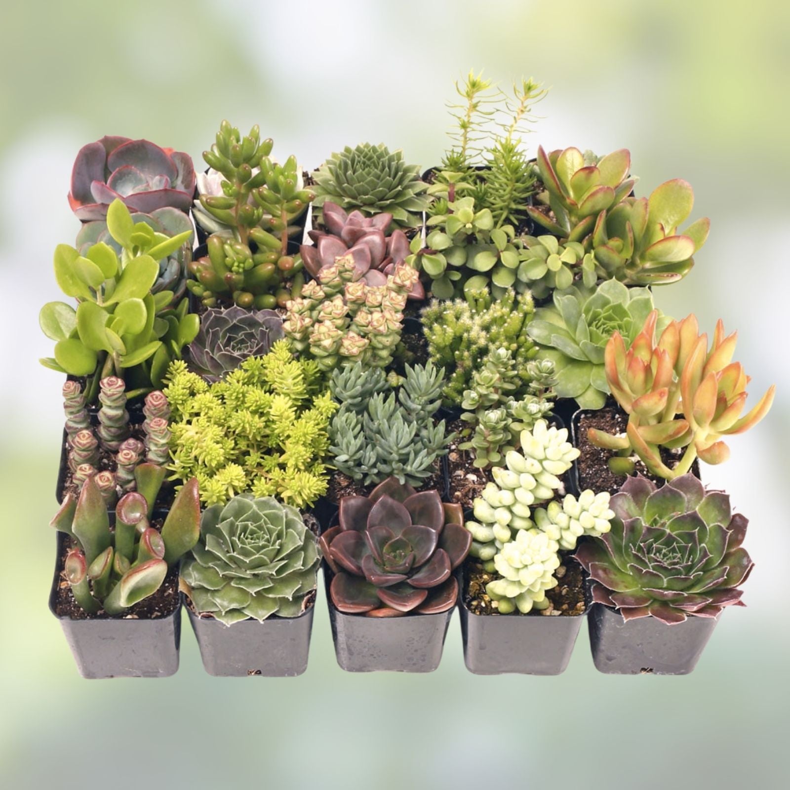 Assorted Succulent Cuttings 18 Pack with 2 Drainage Cans Live Plants Drought Tolerant Easy Care Garden Decor