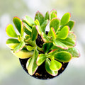 Variegated English Ivy Plant 6" Gold Child Hedera helix Live Indoor Outdoor Houseplant Starter Cutting